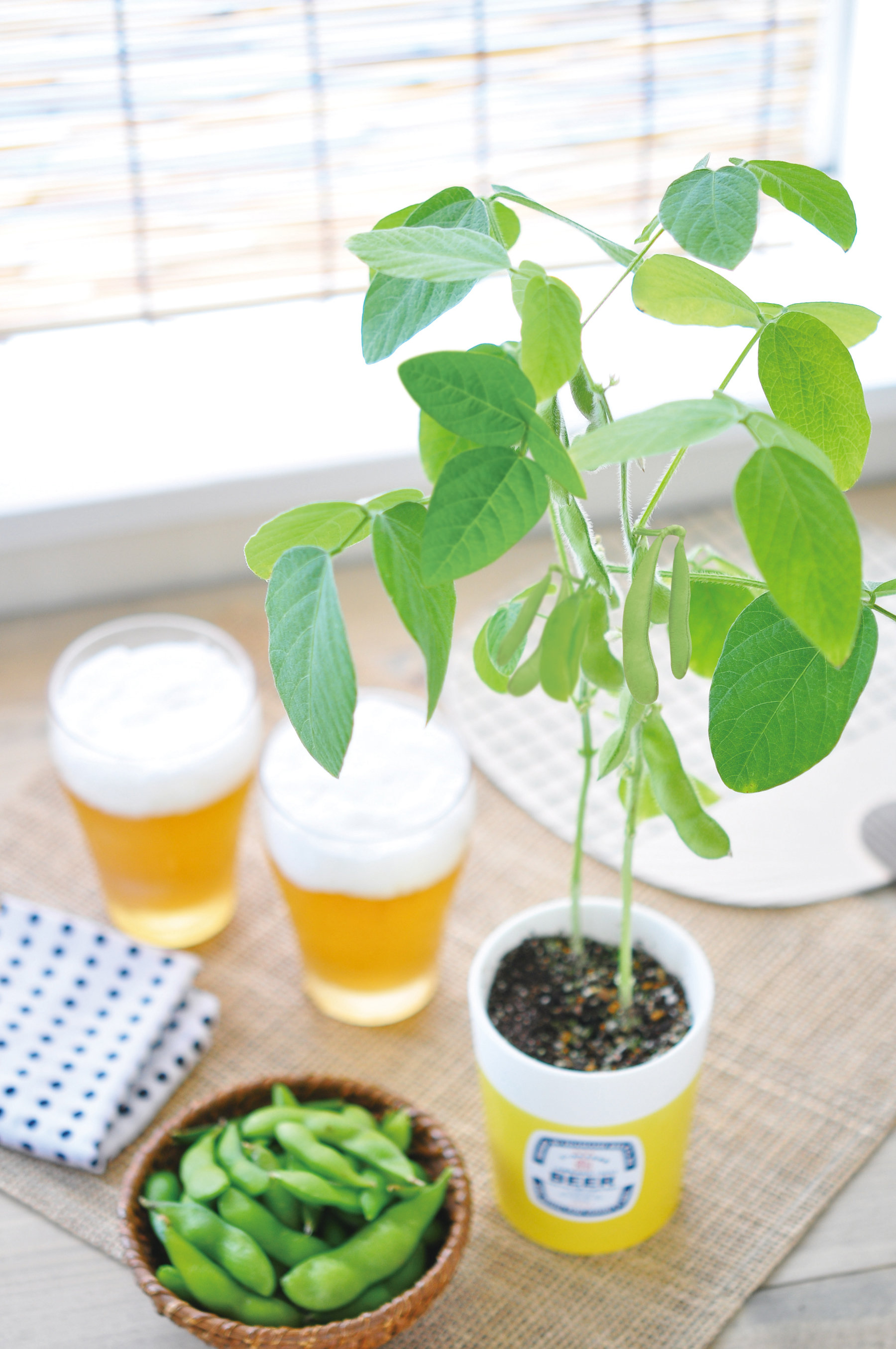 Seishin 自助種豆 日本進口edamame盆栽 枝豆 Hktvmall 香港最大網購平台